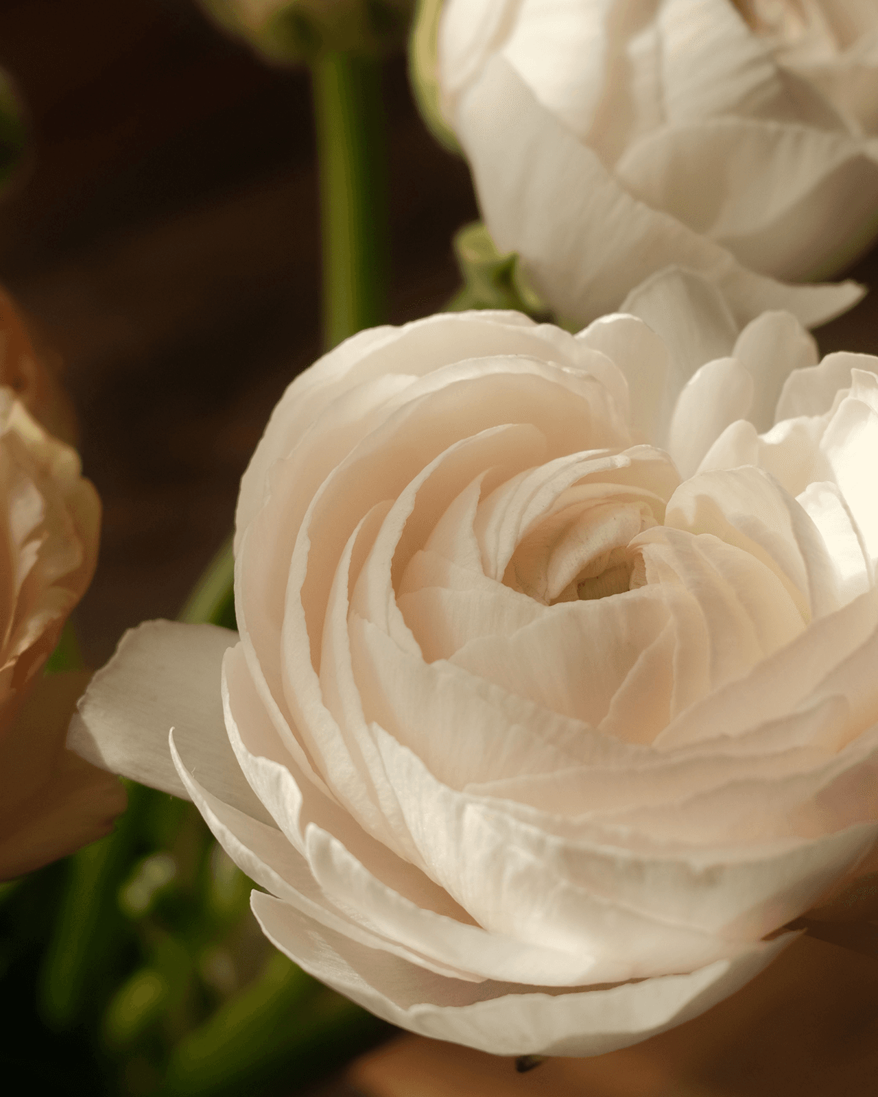 White ranunculus flowers in soft natural light